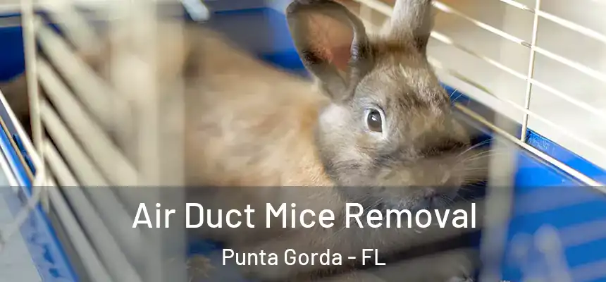 Air Duct Mice Removal Punta Gorda - FL