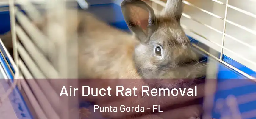 Air Duct Rat Removal Punta Gorda - FL